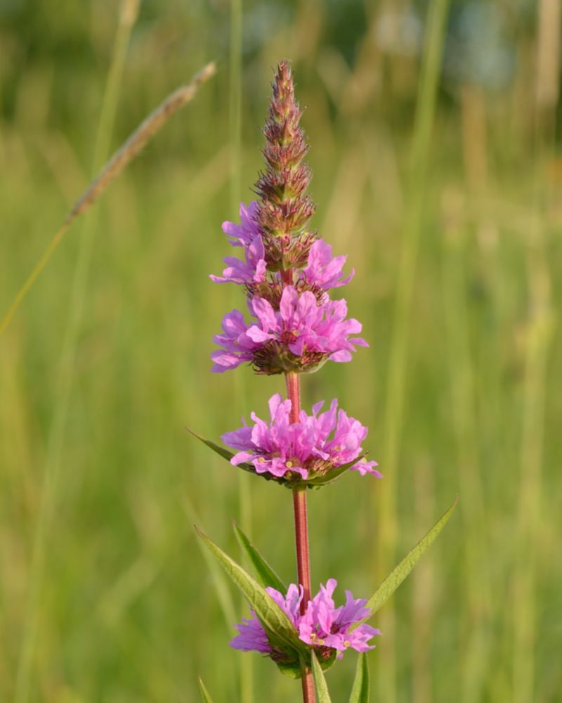 Purple Loosestrife