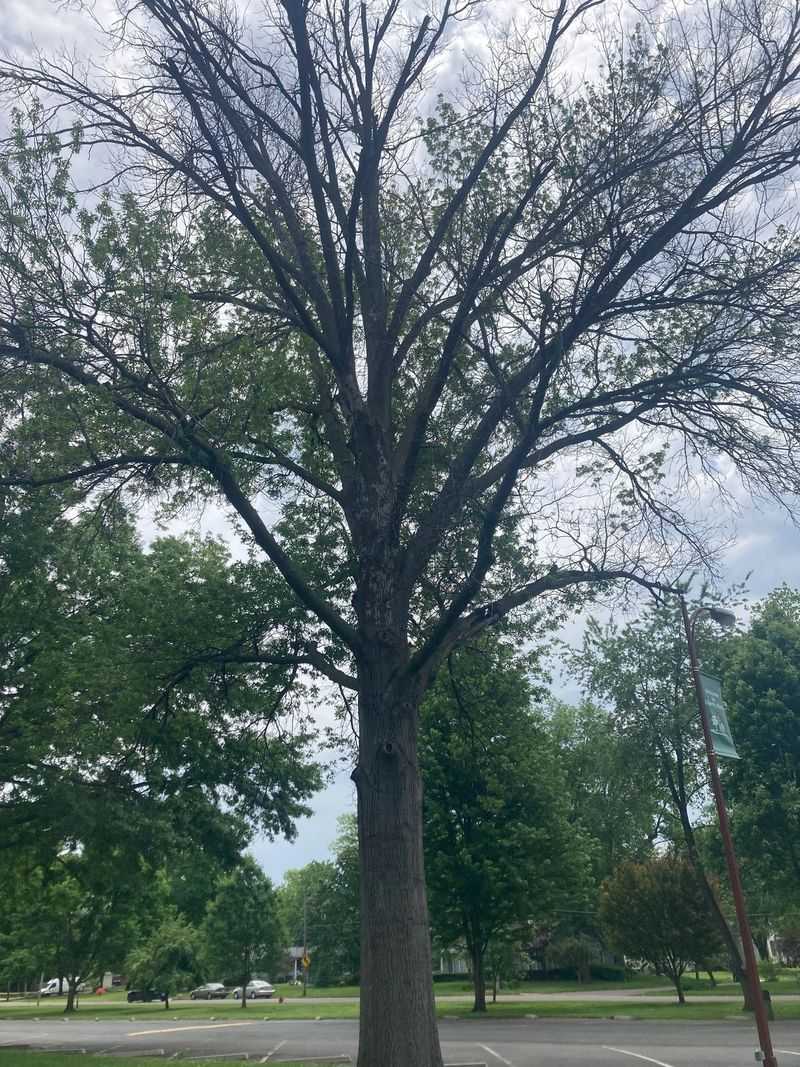 Dead Or Dying Oak Trees With Oak Wilt