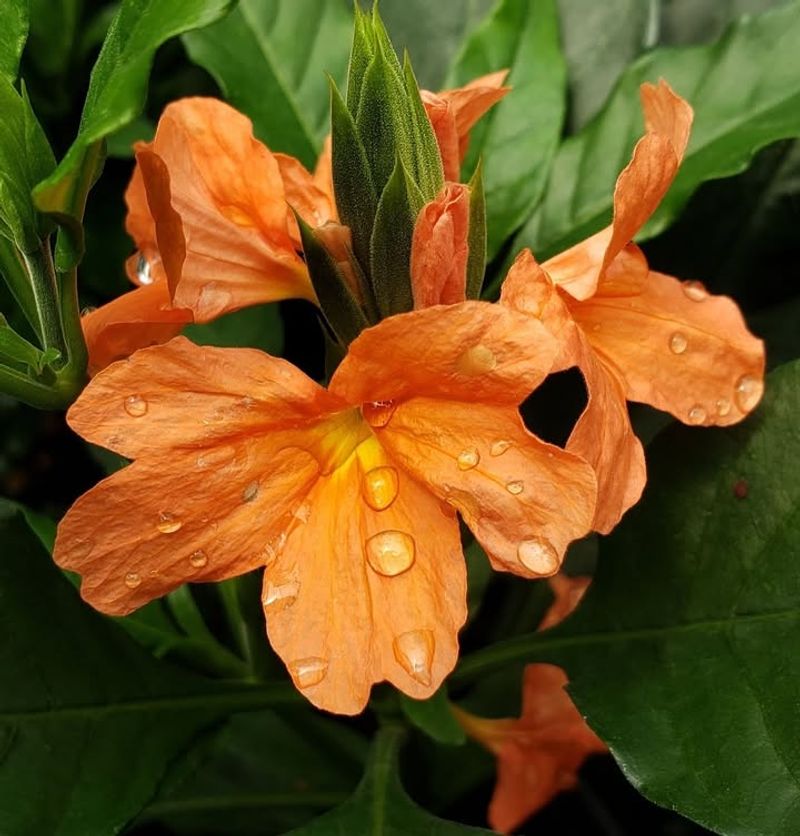 Crossandra