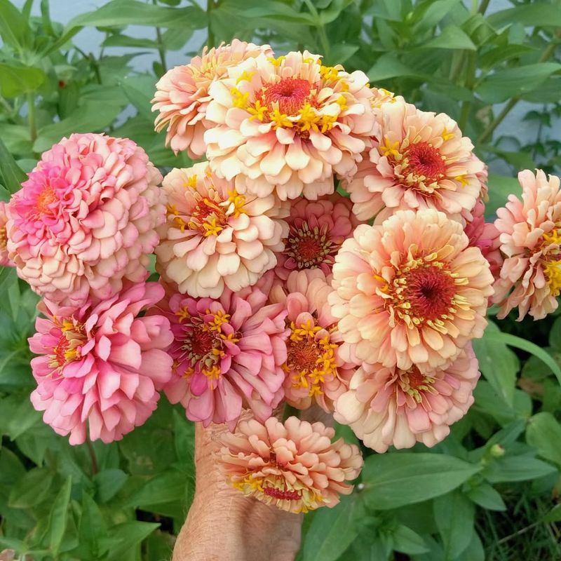 Zinnias Pack Maximum Color Punch