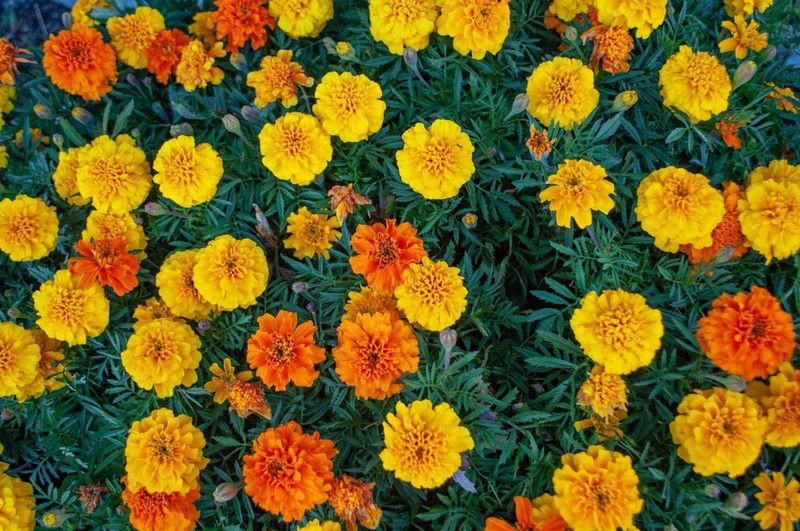 Marigold: Sunny Disposition In Every Petal