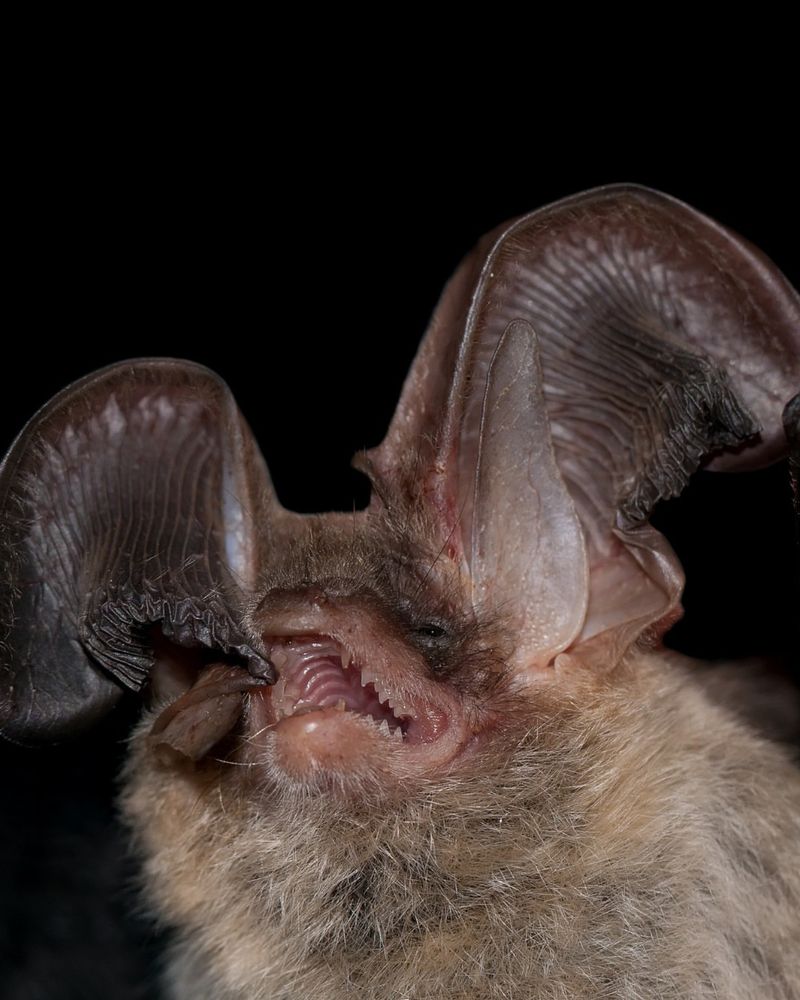 Northern Long-Eared Bats