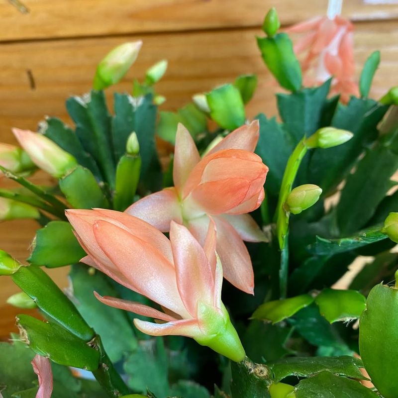 Christmas Cactus Heirlooms