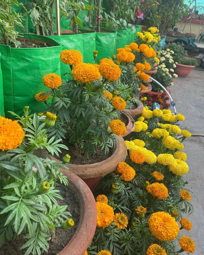 Fertilize After Heavy Deadheading Sessions