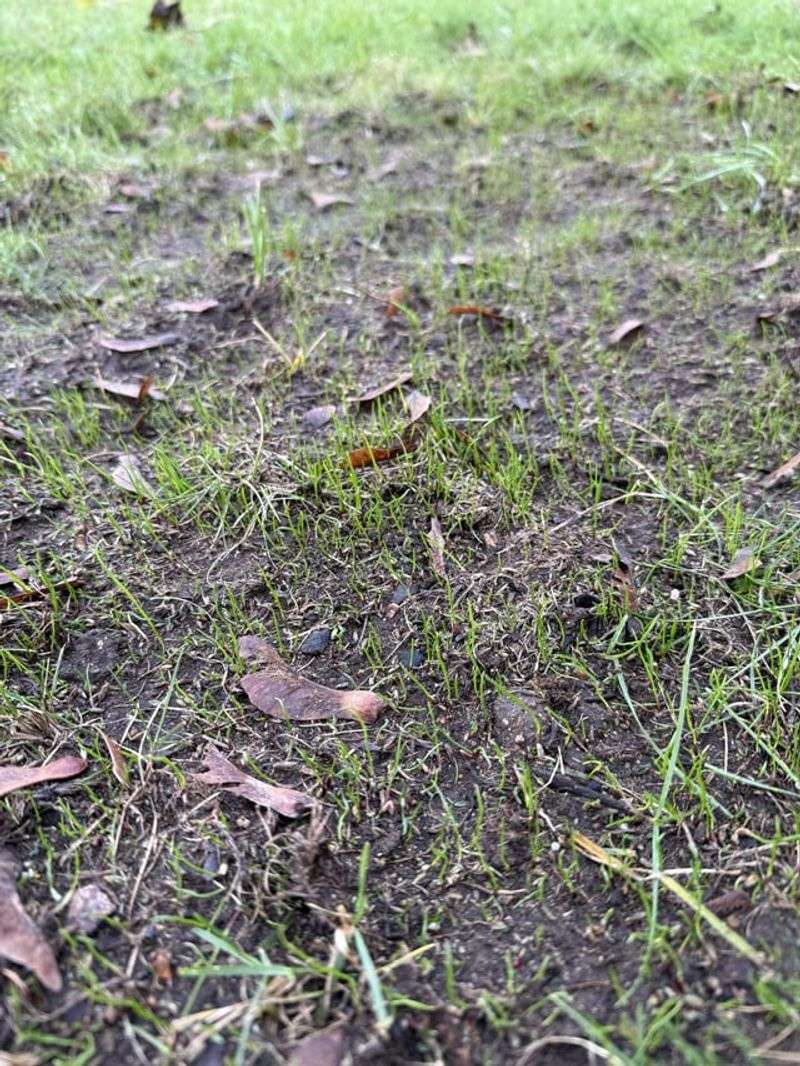 Complies With Local Regulations