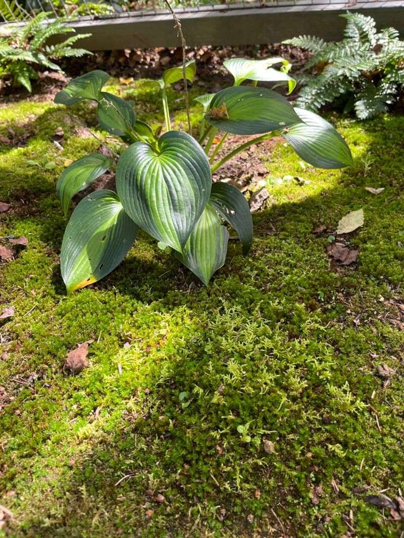 Reduces Noise And Air Pollution