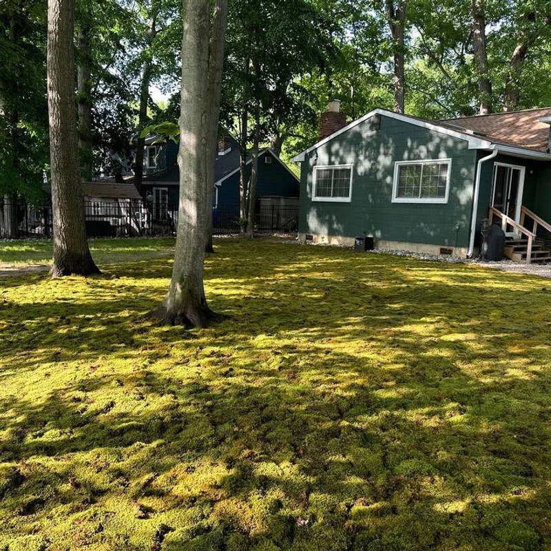 Perfect For Shady Spots Where Grass Doesn't Make It