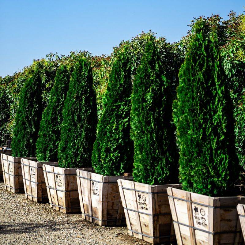 Leyland Cypress Changes The Neighborhood Skyline