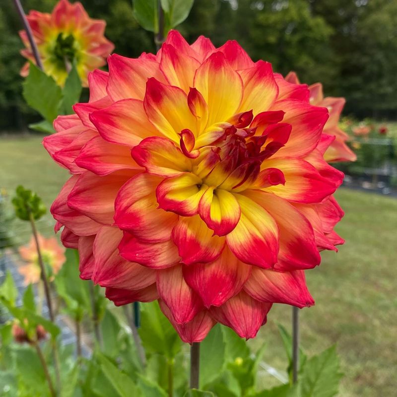 Dahlia