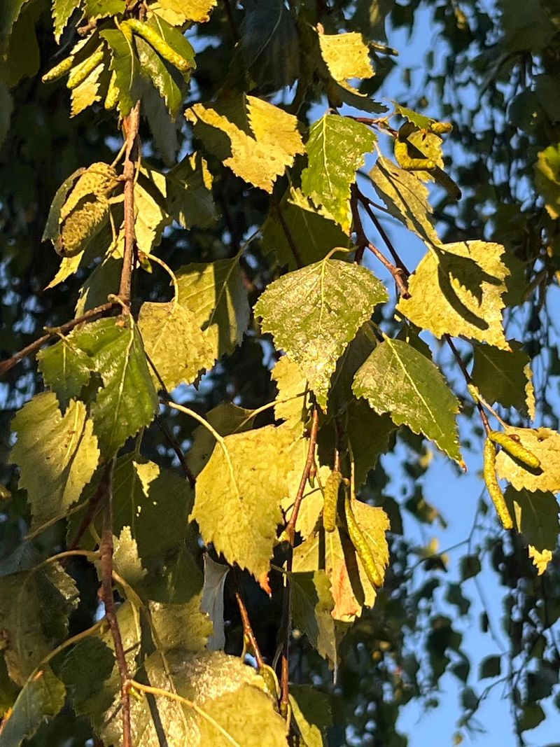 Leafhoppers Jump Around While Making Stickiness