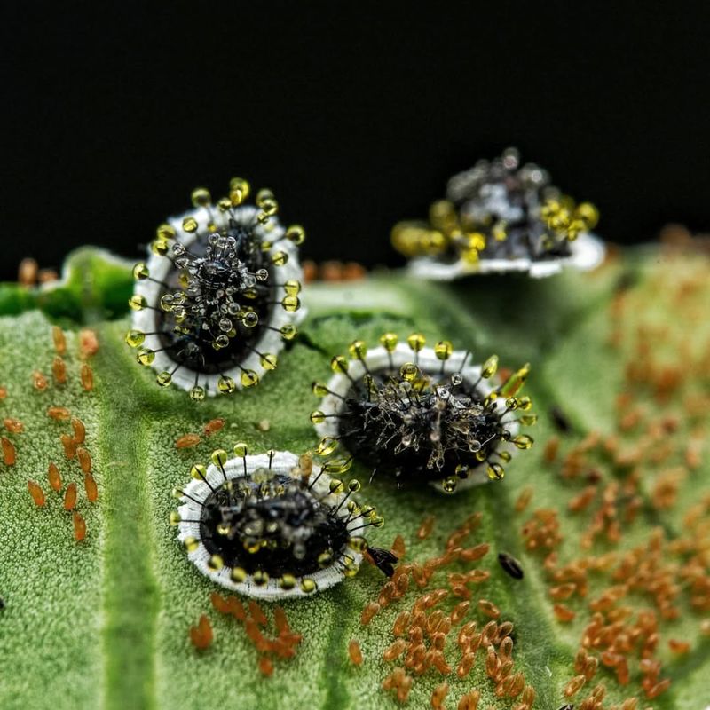 Whiteflies Refuse To Perish