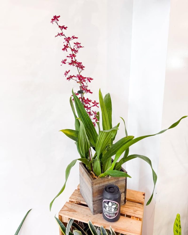 Orchids (Oncidium)