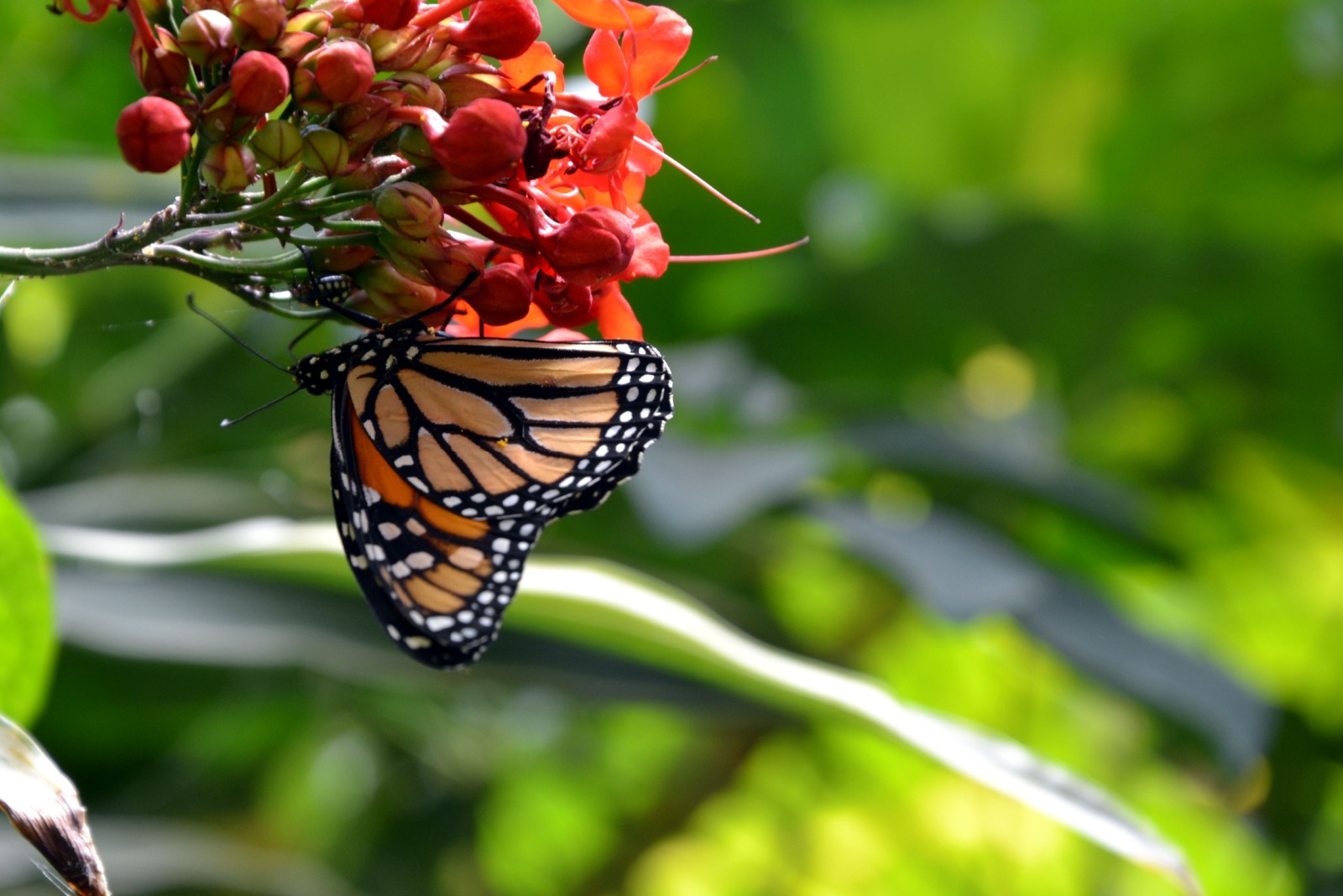 Scientists Reveal Butterflies Are Disappearing At A Catastrophic Rate In California And These Flowers Can Help