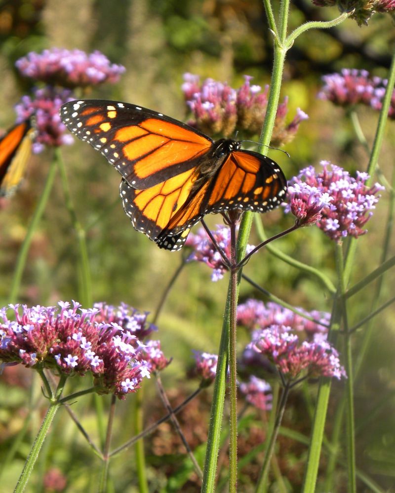 Milkweed - The Monarch's Lifeline