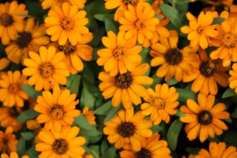 plant (featured image)