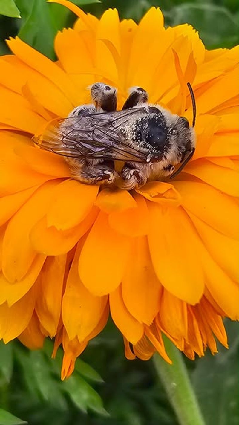 Attracts Beneficial Pollinators During Scarce Months