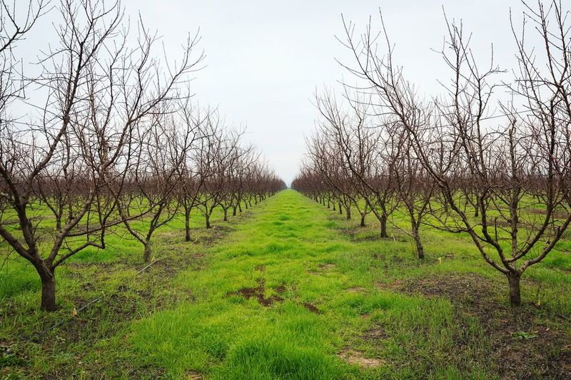 Chill Hours Are Decreasing