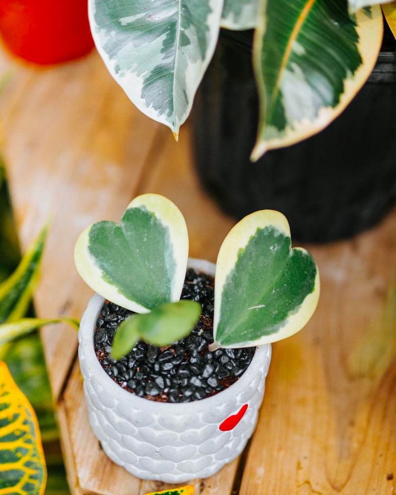 Hoya Kerrii Variegata