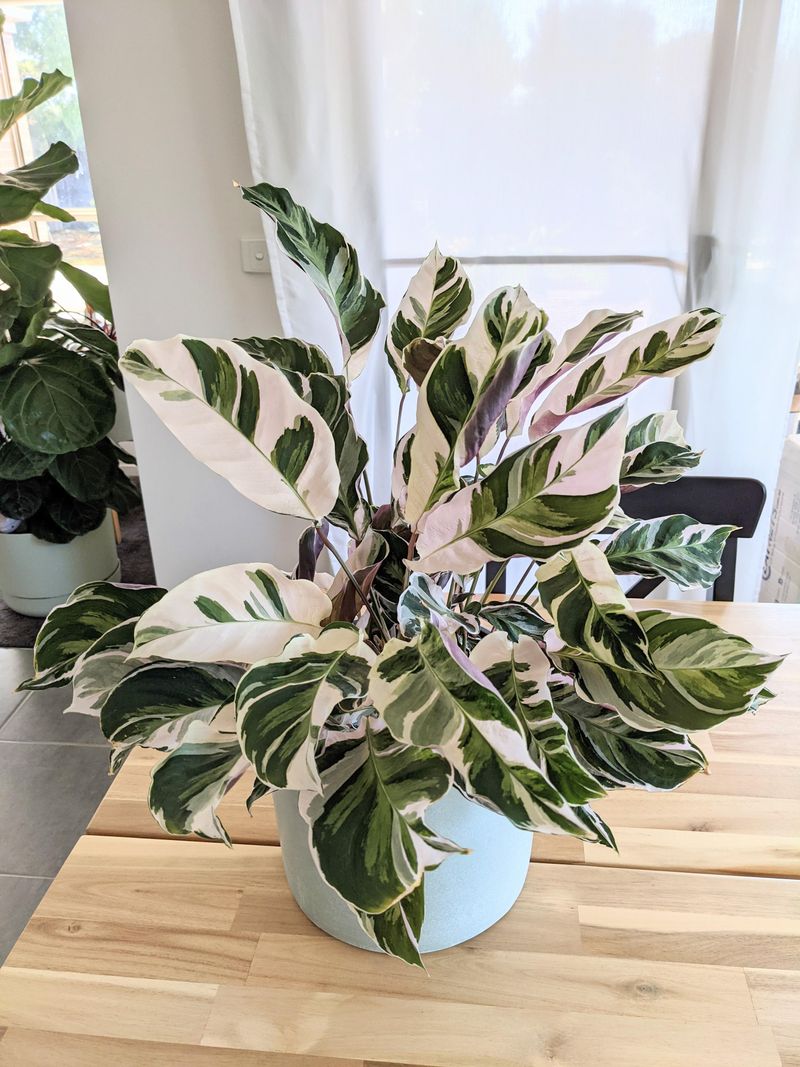 Calathea White Fusion