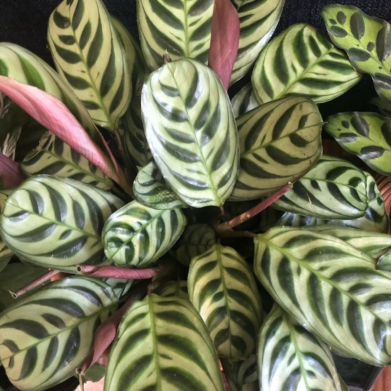 Ctenanthe Burle-Marxii