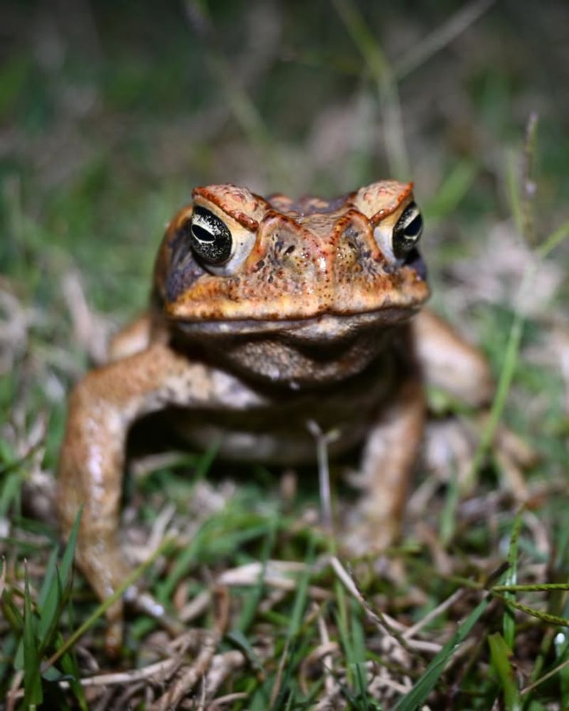 Bufo Toads (Cane Toads)