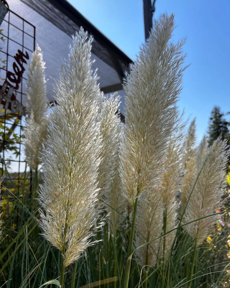 Pampas Grass (Cortaderia selloana)