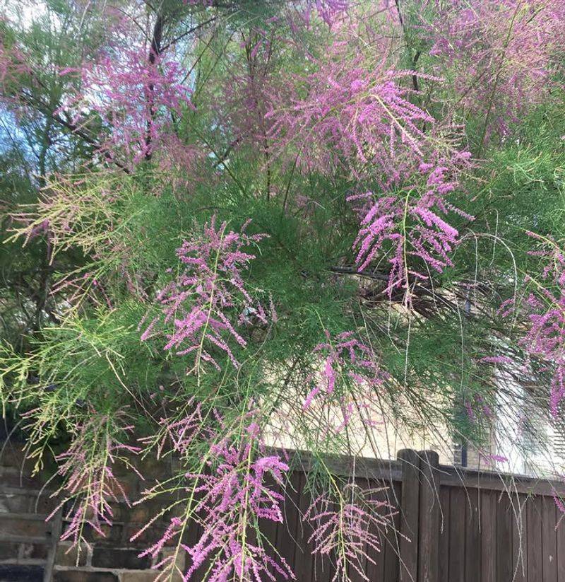 Salt Cedar (Tamarisk)