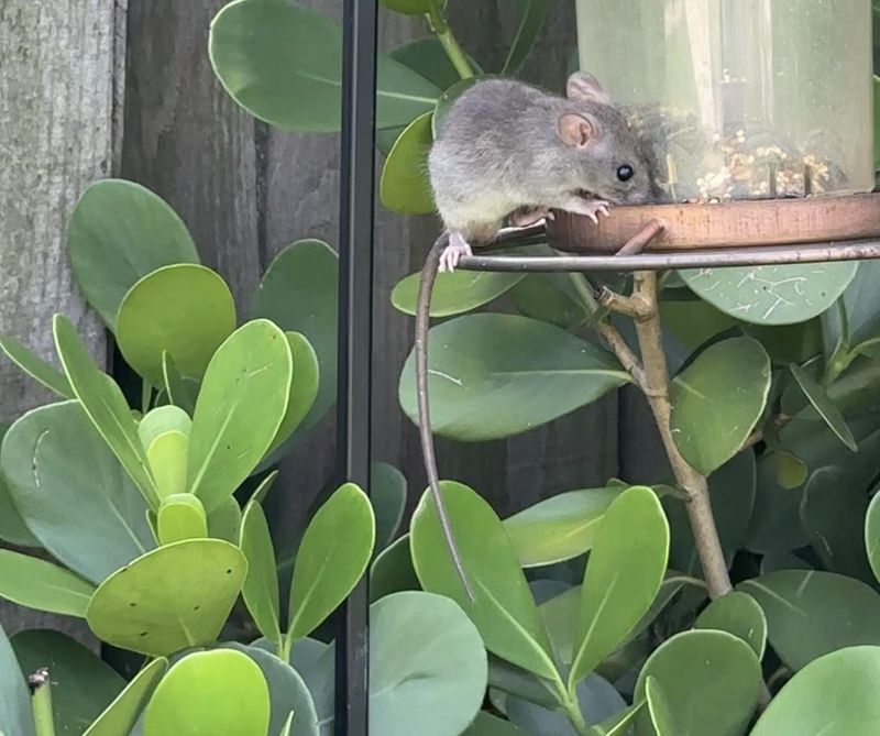Remove Outdoor Food Sources