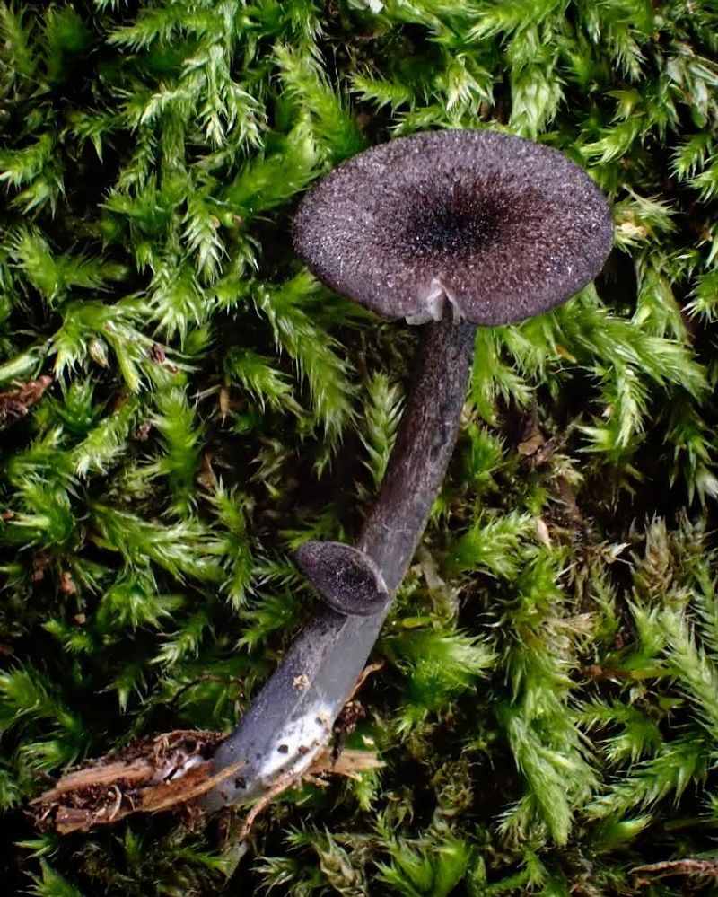 Not Recommended For Eating Despite Curious Cooks