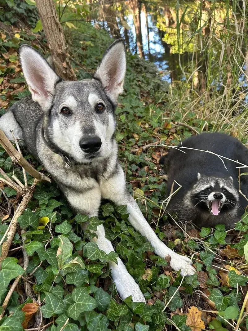 Your Pets Face Real Risks