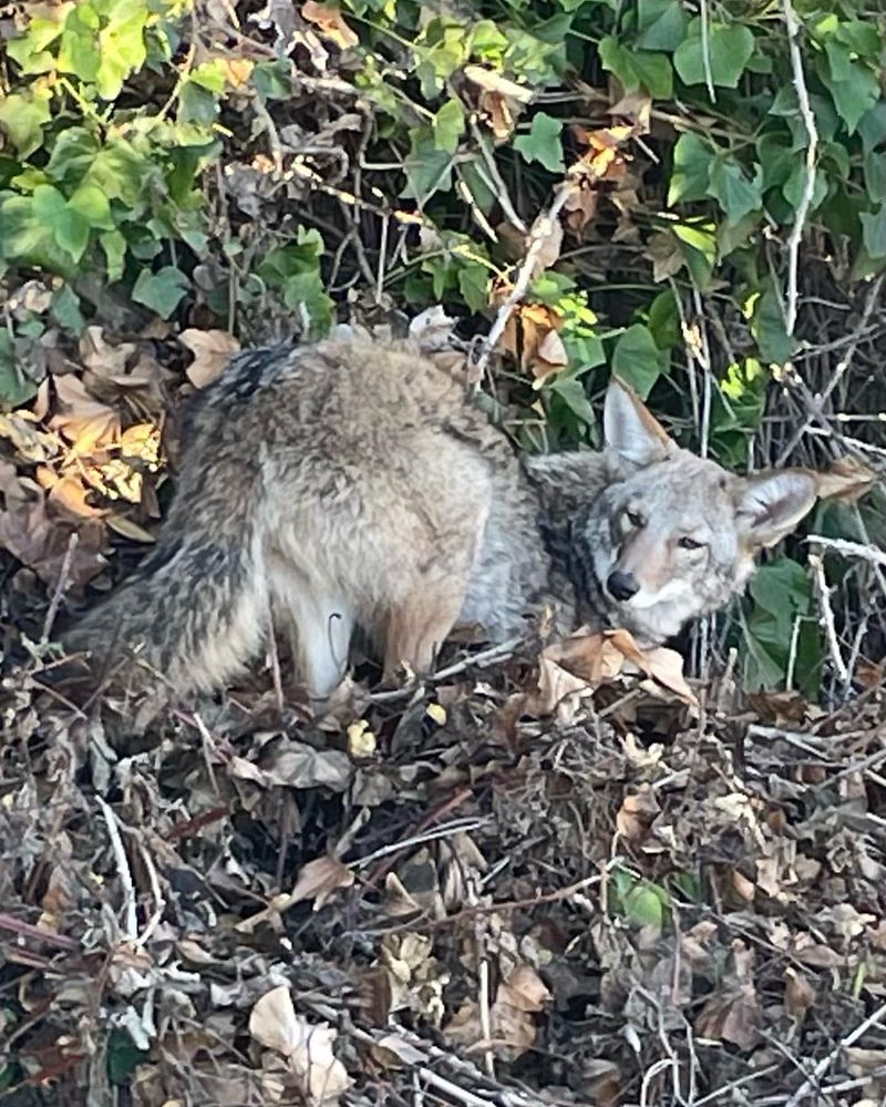 Report Frequent Sightings to Wildlife Authorities