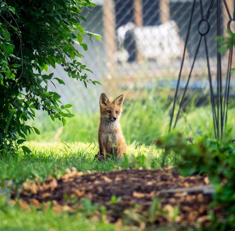 Check For Possible Den Sites