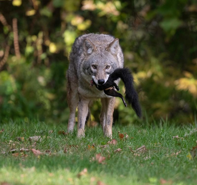 Remove Food Sources That Attract Them