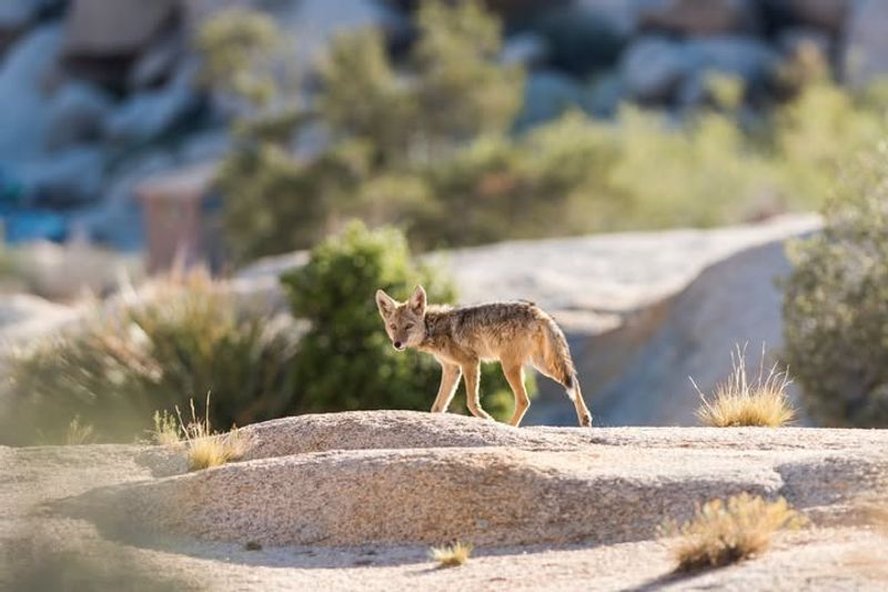 Remove Food Sources From Your Yard