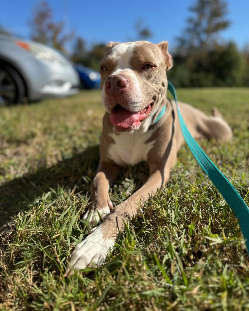 Keep Pets Indoors Or Supervised Outside