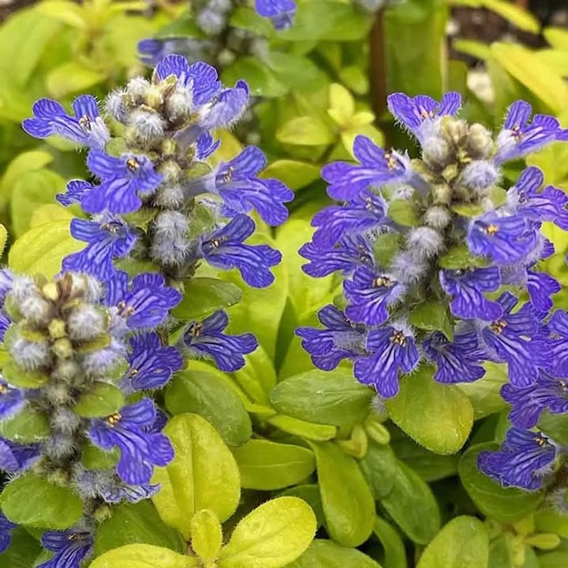 Ajuga
