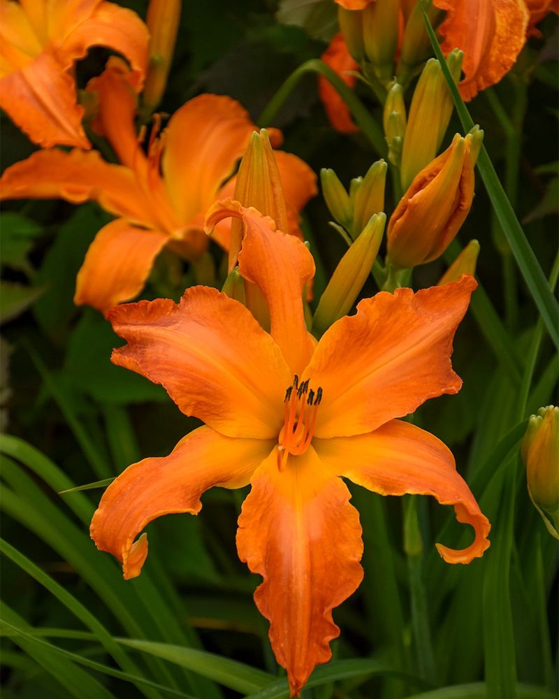 Daylilies