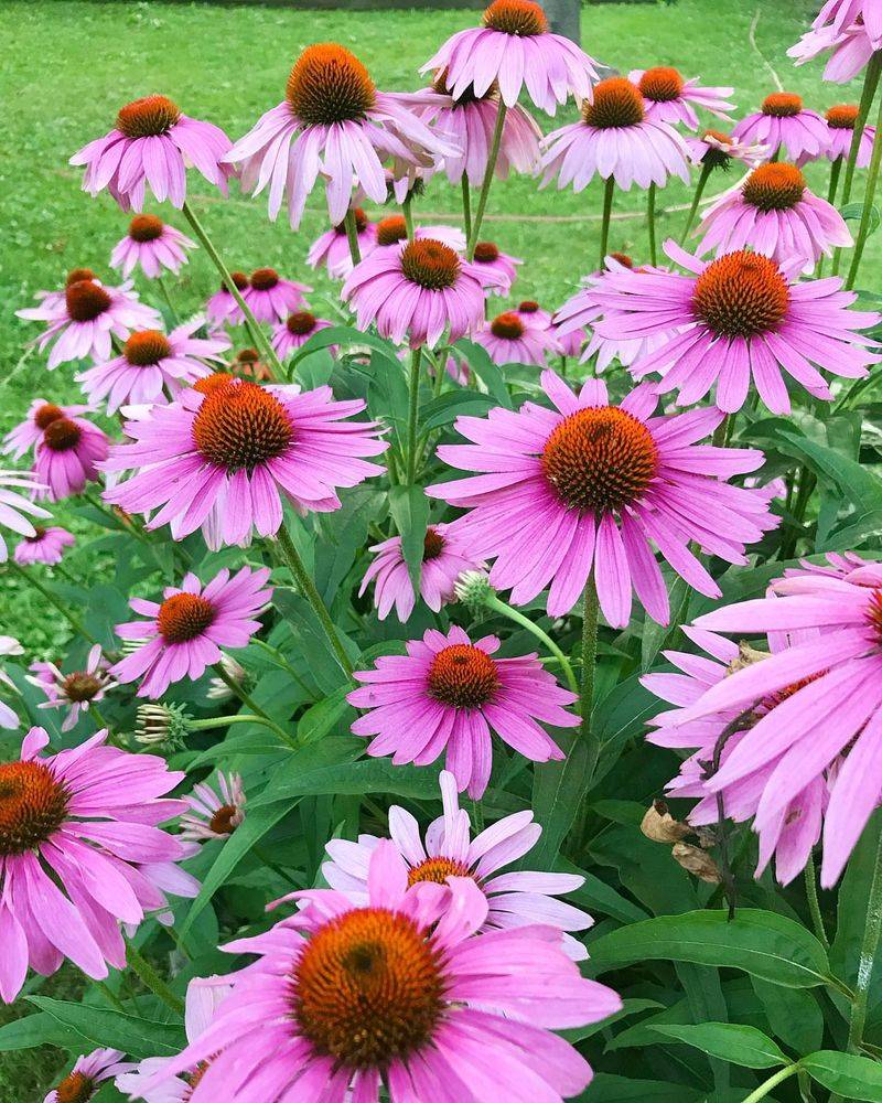 Coneflowers
