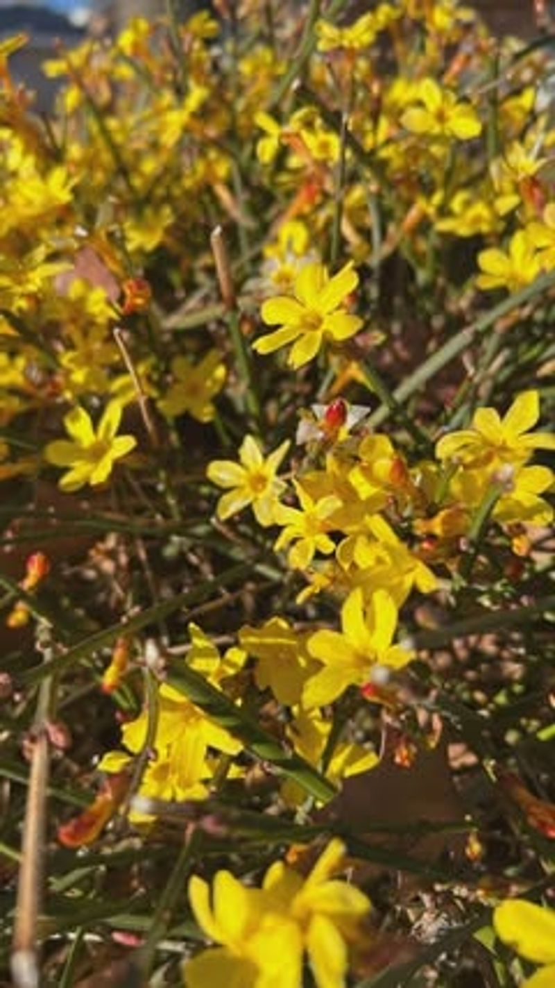 Winter Jasmine