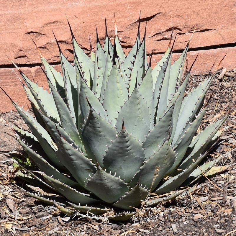 Agave Parryi (Parry's Agave)