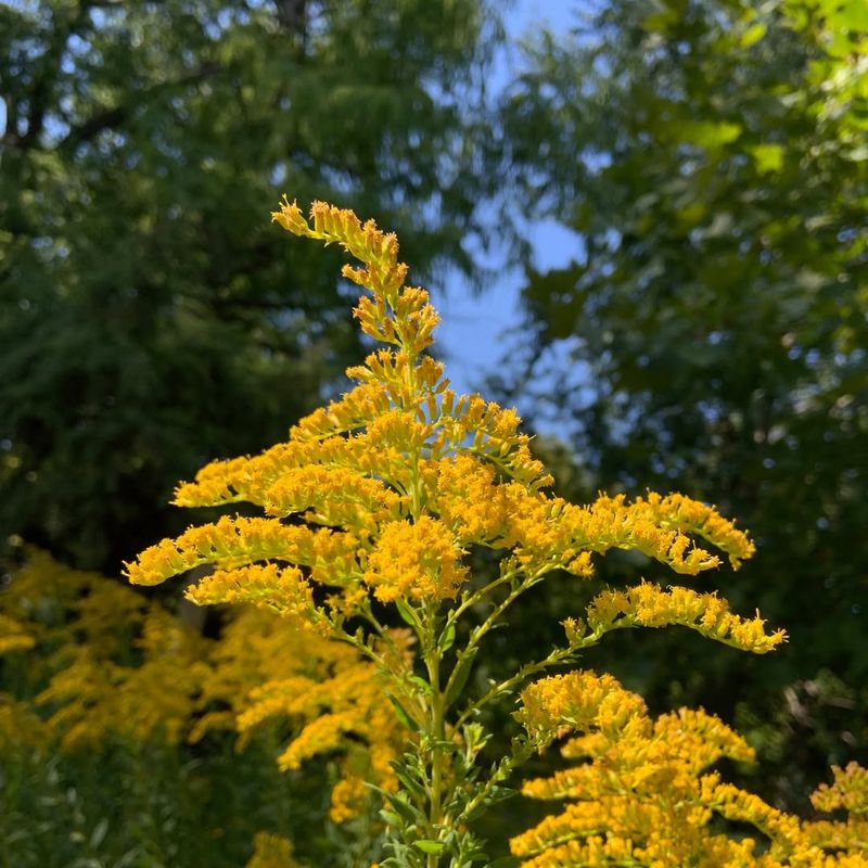 Goldenrod