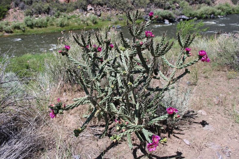 Cylindropuntia Imbricata (Tree Cholla)