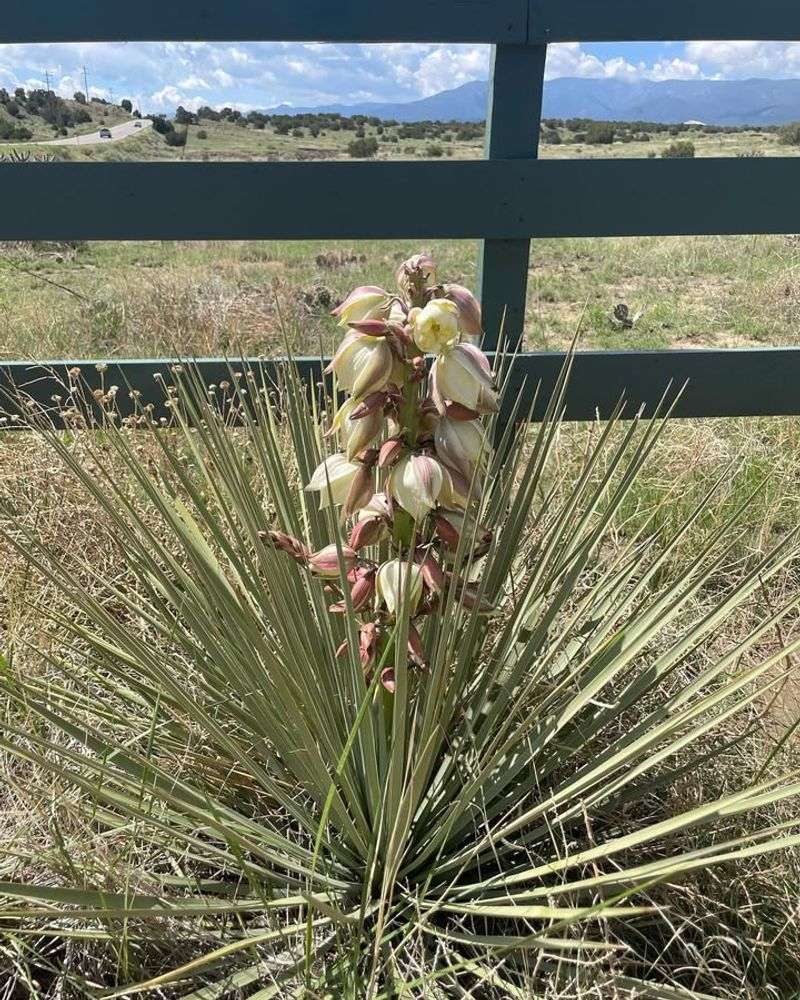 Yucca Glauca (Soapweed Yucca)