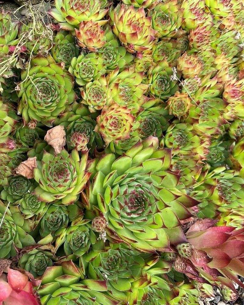 Sempervivum Tectorum (Hens and Chicks)