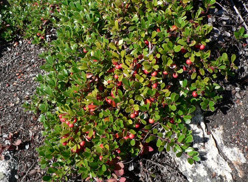 Bearberry (Kinnikinnick)