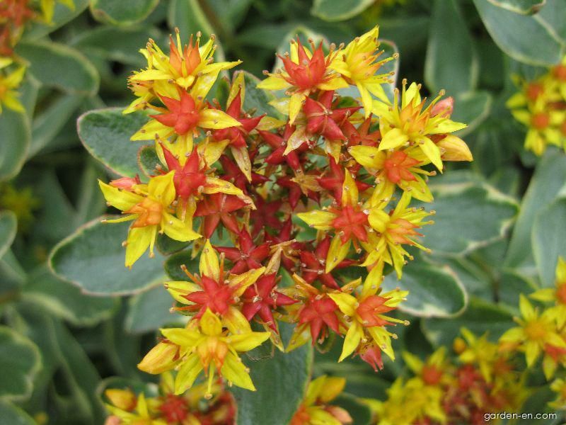 Sedum kamtschaticum (Orange Stonecrop)