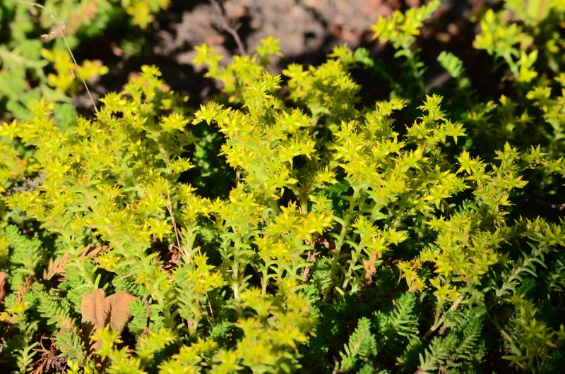 Sedum sexangulare (Tasteless Stonecrop)
