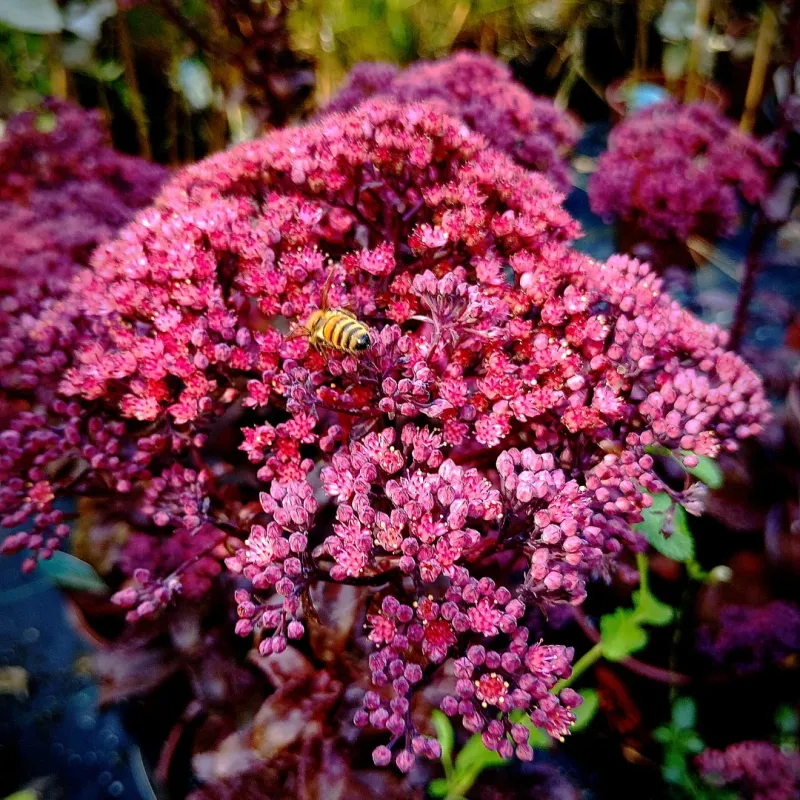 Sedum telephium (Orpine)