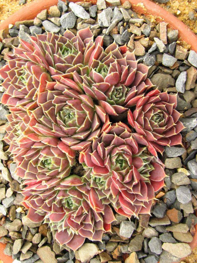 Jovibarba heuffelii (Hen And Chicks)