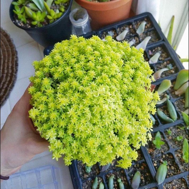 Sedum acre (Goldmoss Stonecrop)